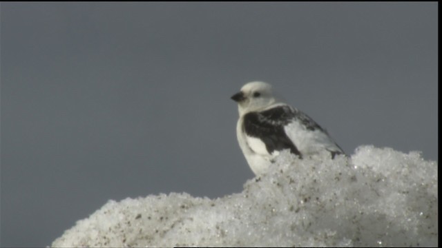 Snow Bunting - ML425374