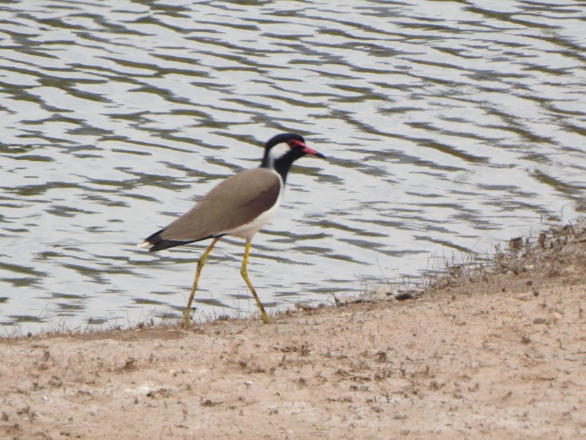 Red-wattled Lapwing - Arulvelan Thillainayagam