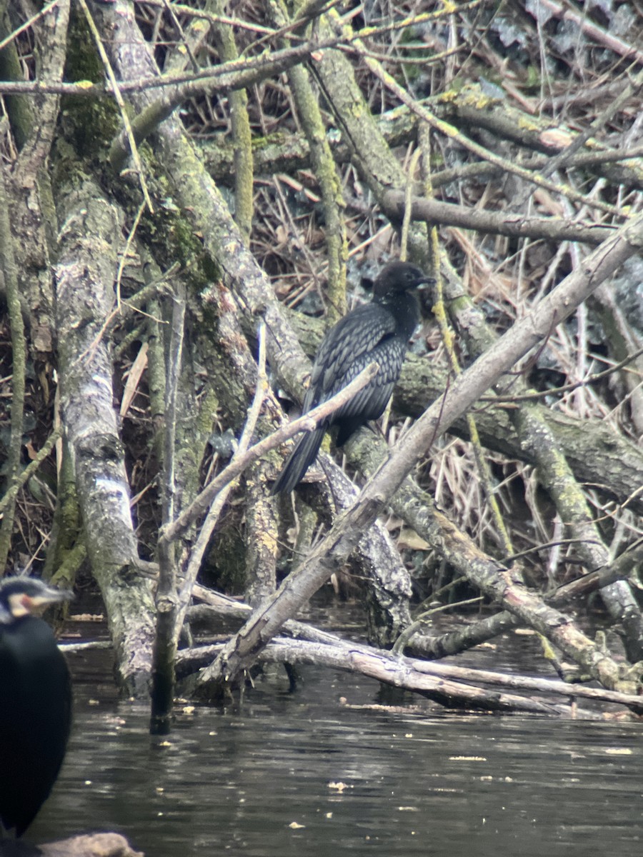 Pygmy Cormorant - ML425374531