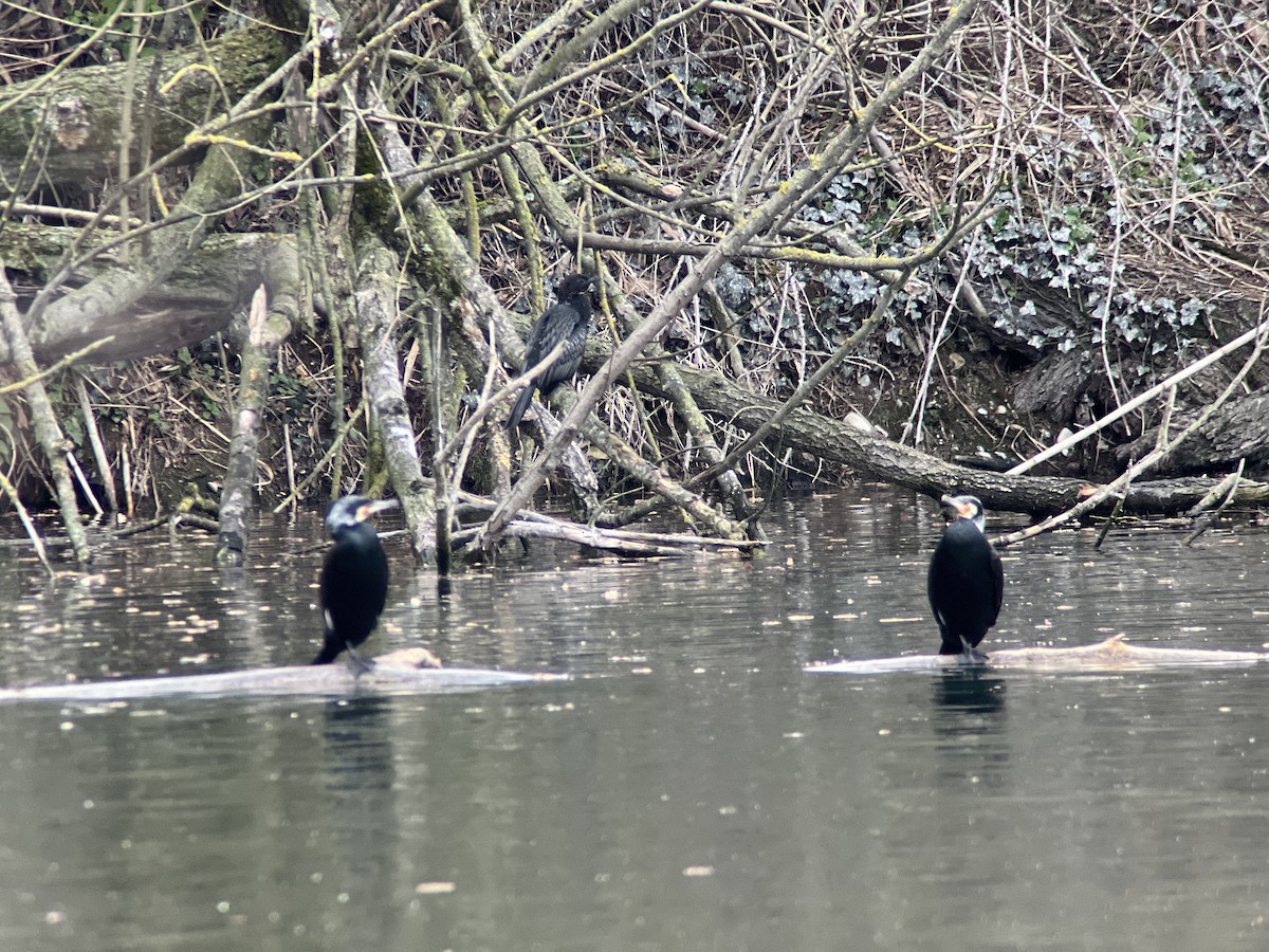 Pygmy Cormorant - ML425374551