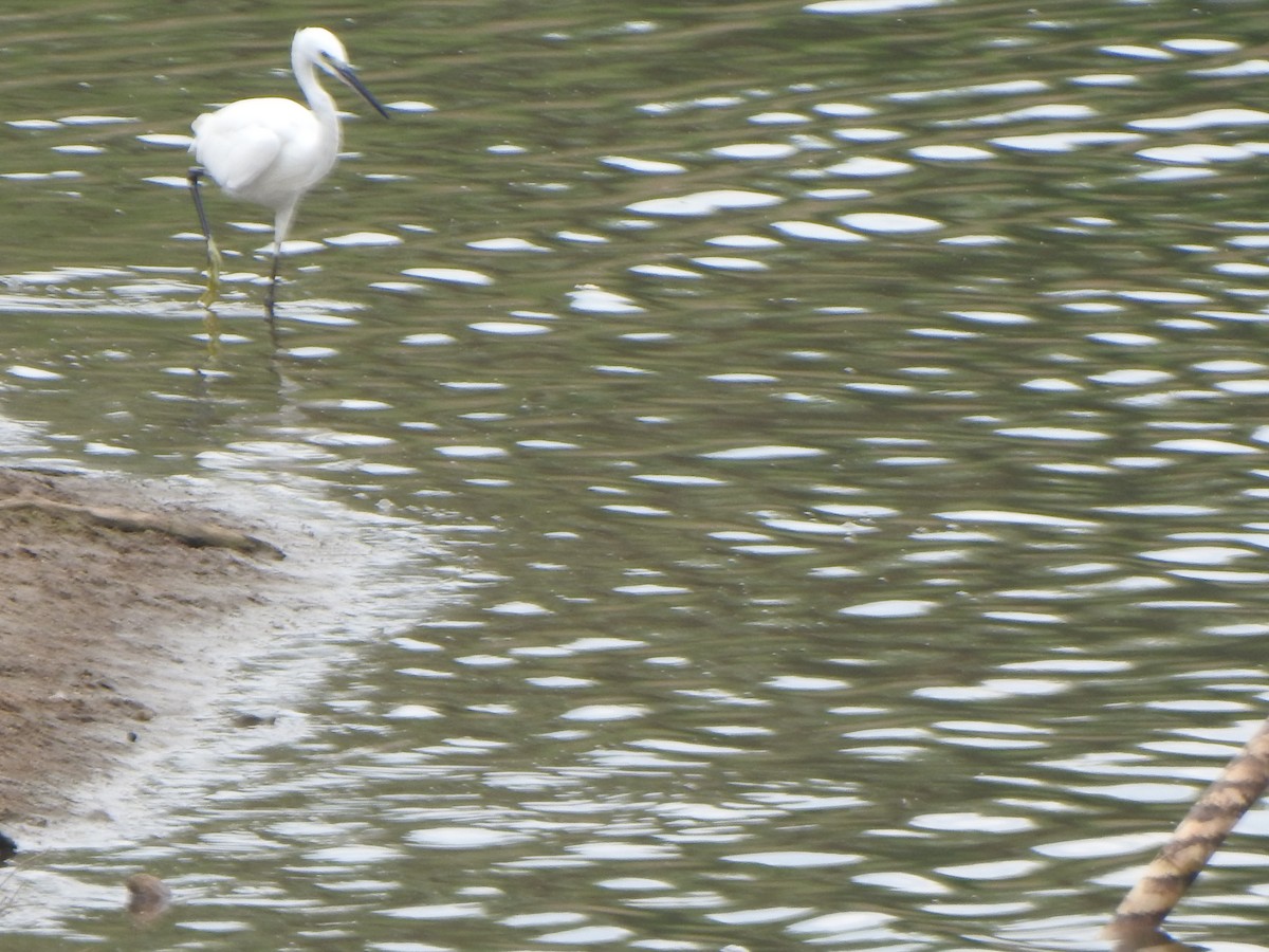 Little Egret - ML425374811