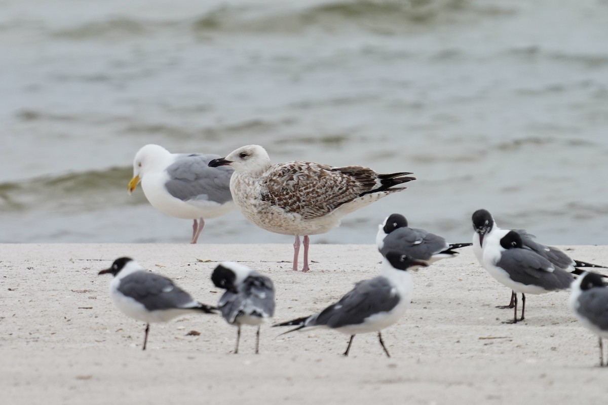 Great Black-backed Gull - ML425376171