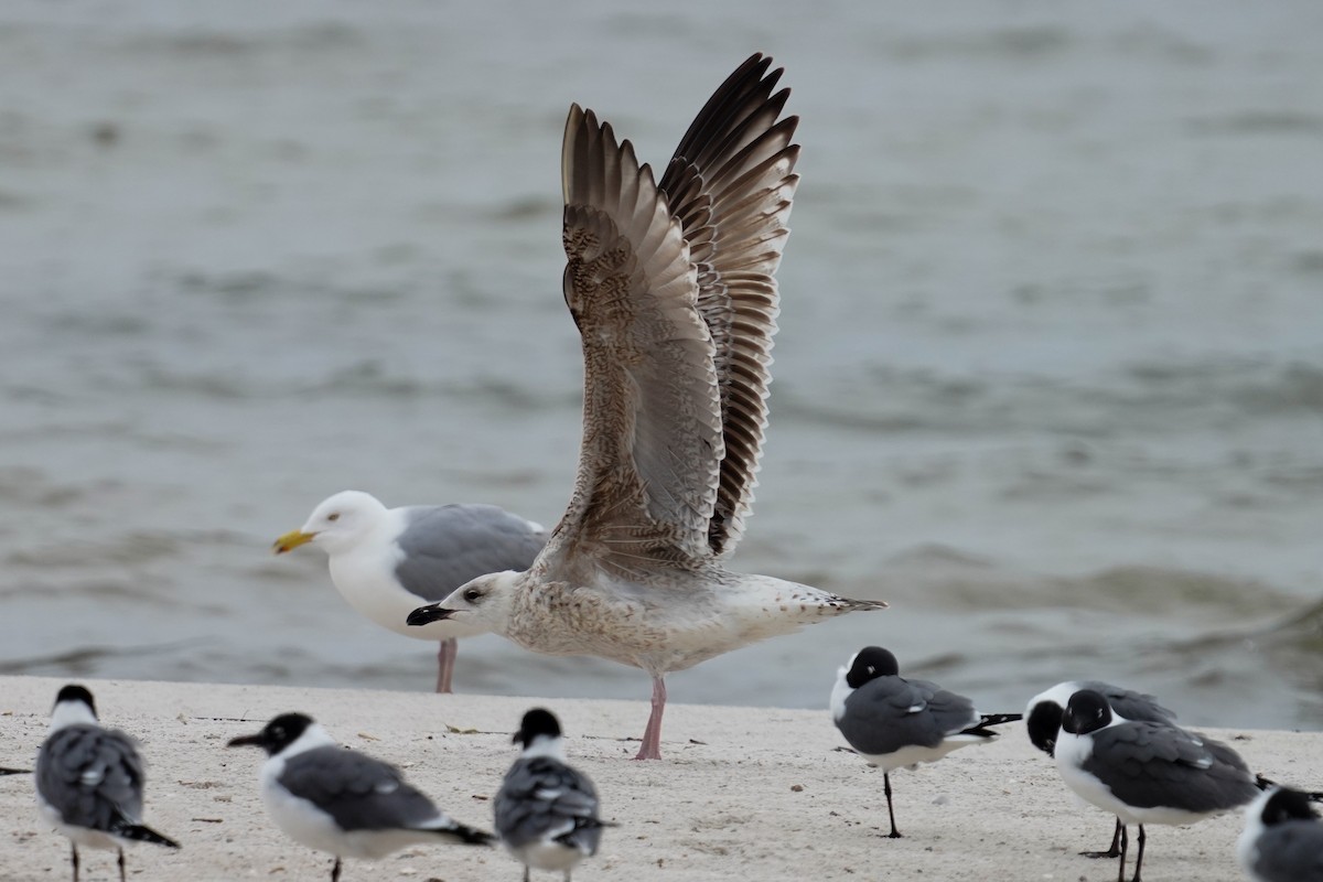 Great Black-backed Gull - ML425376201