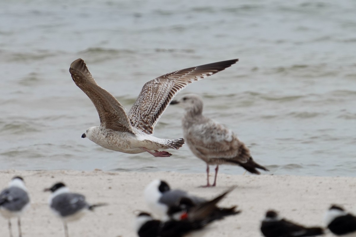 Great Black-backed Gull - ML425376251