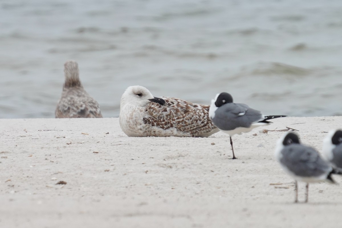 Great Black-backed Gull - ML425376601