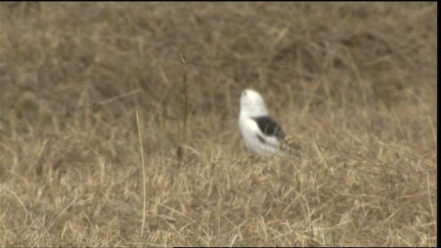 Snow Bunting - ML425378