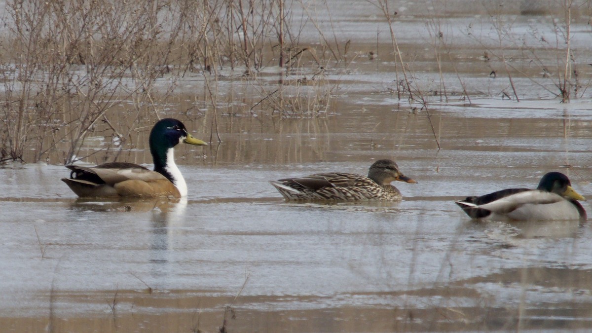 Mallard (Domestic type) - ML425378261