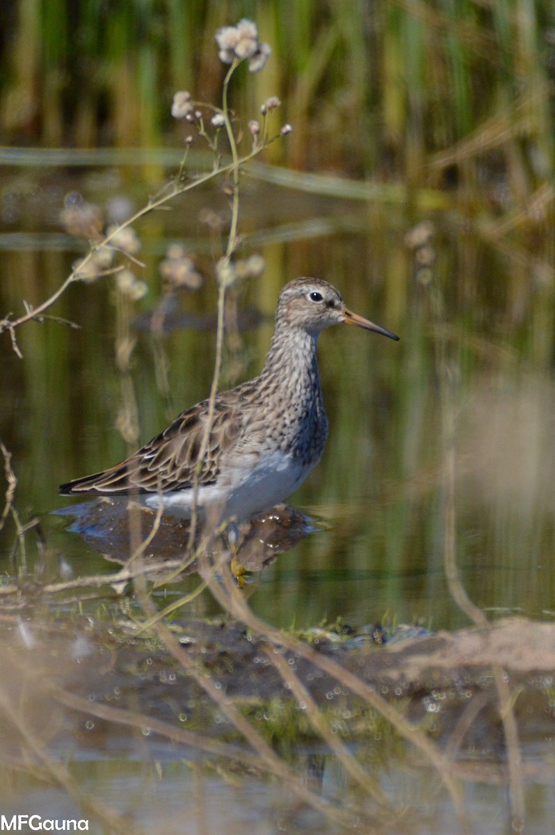 Graubrust-Strandläufer - ML425380351