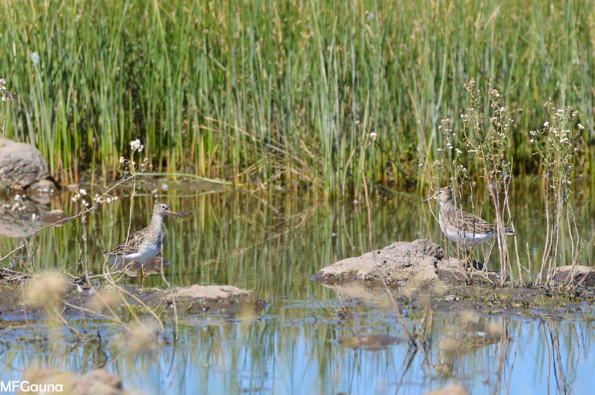 Graubrust-Strandläufer - ML425380361