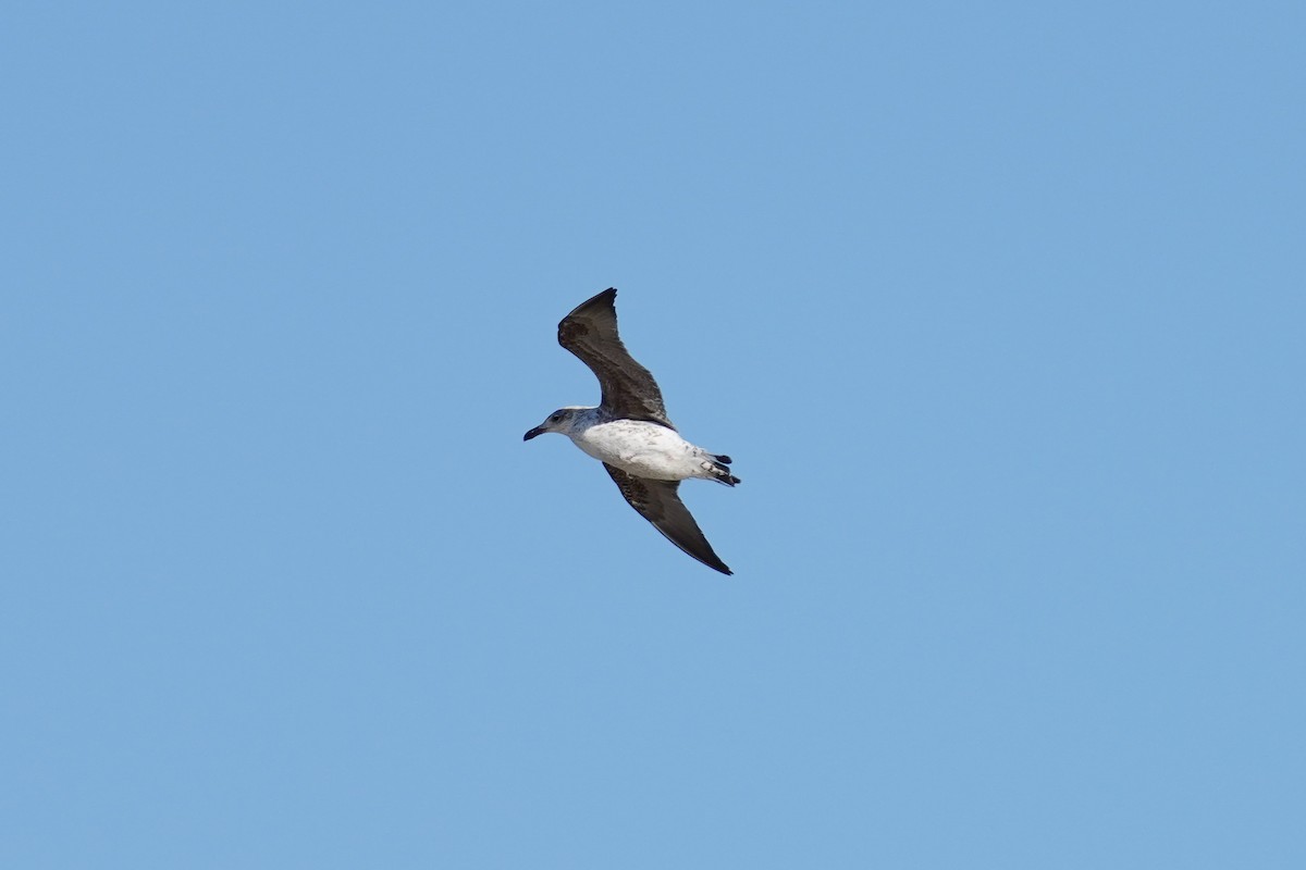 Great Black-backed Gull - ML425381171