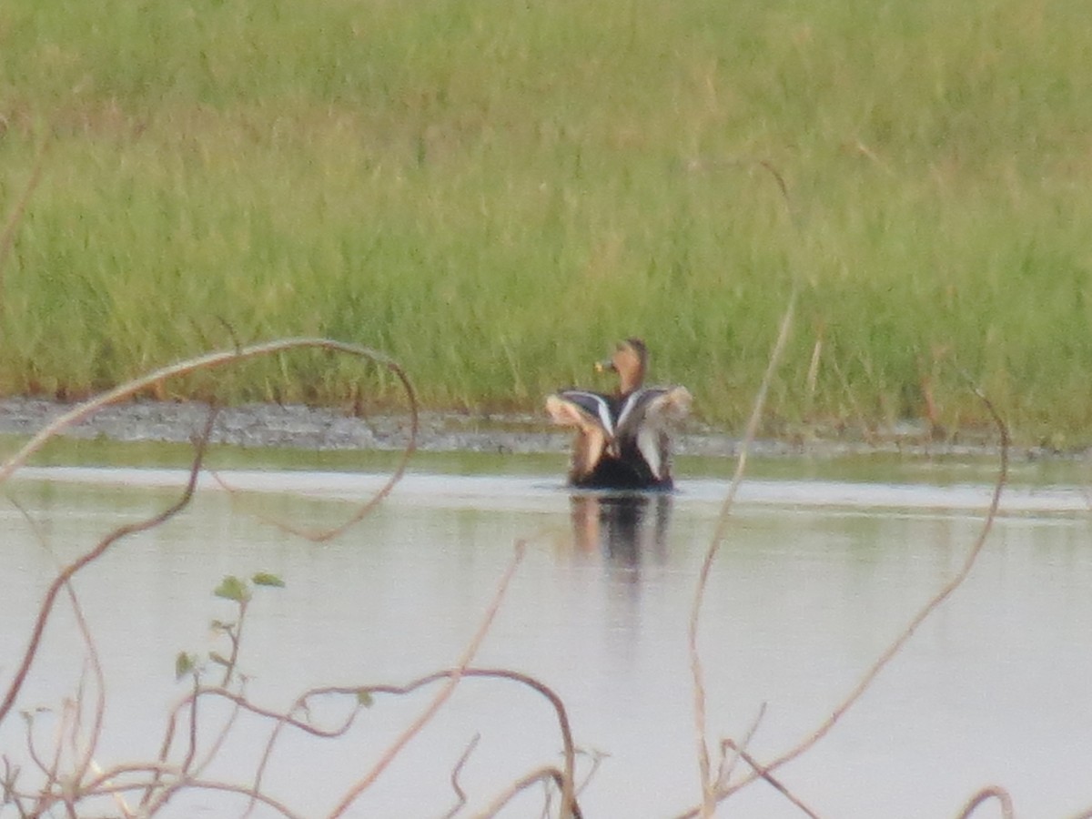 Indian Spot-billed Duck - ML425382961