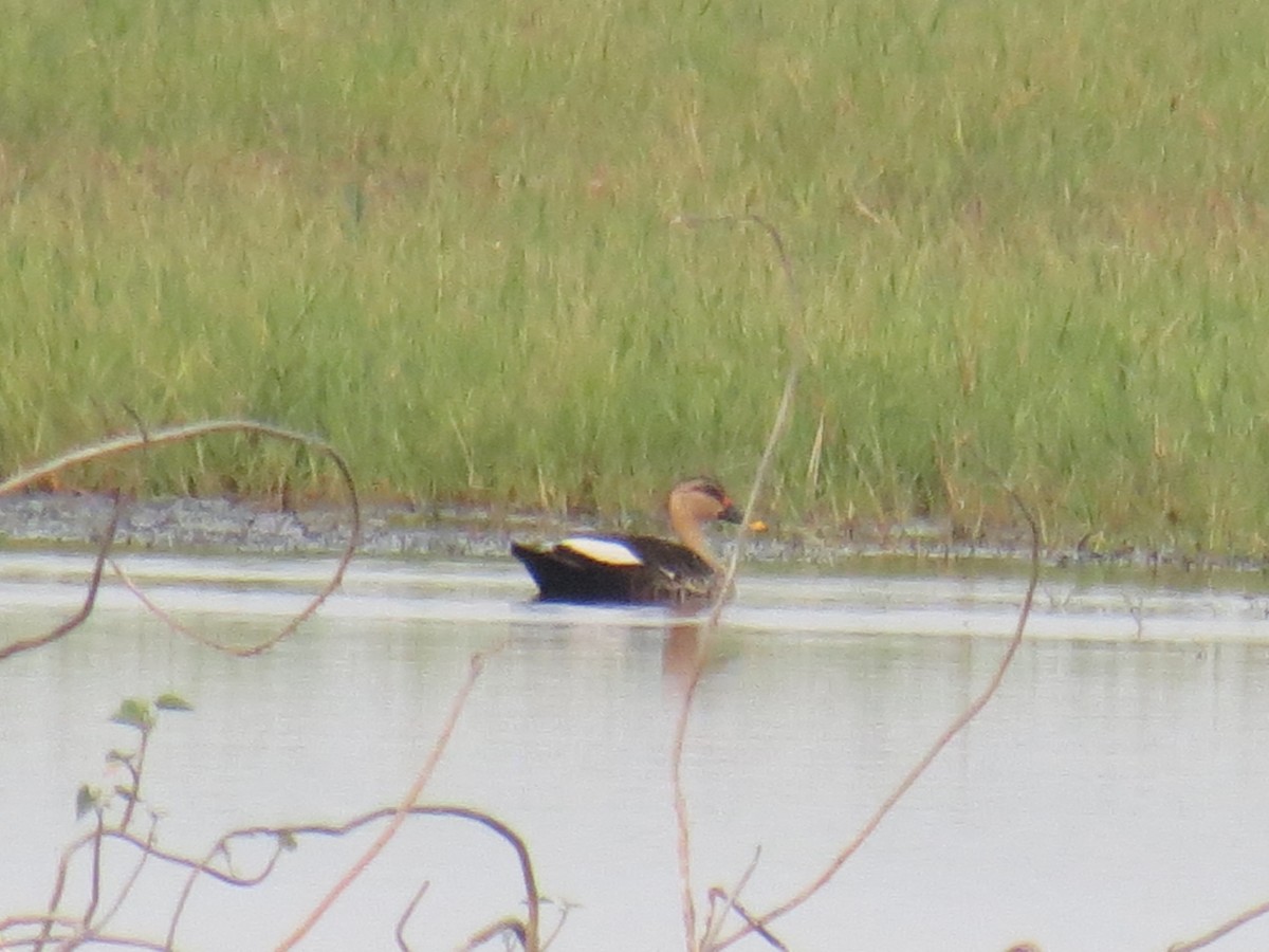 Indian Spot-billed Duck - Sivakumar S