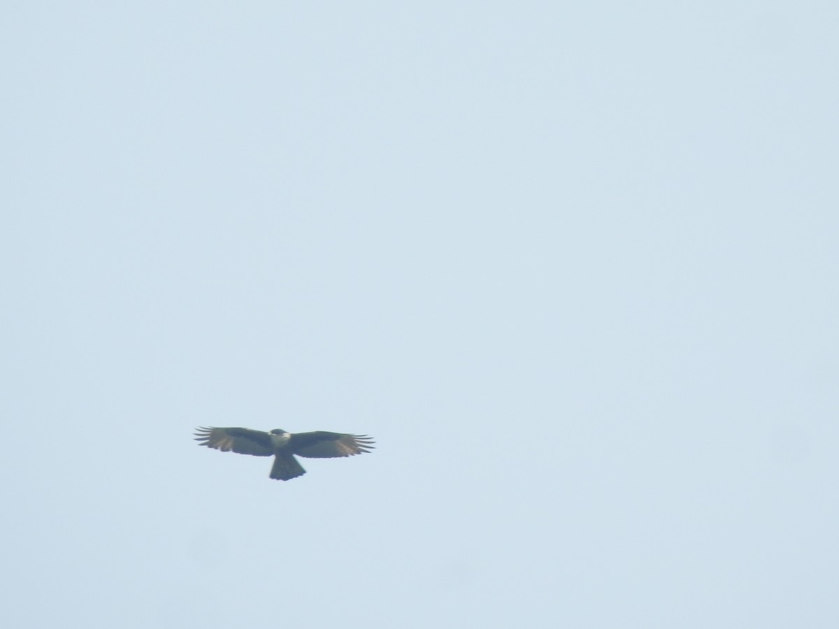 Rufous-bellied Eagle - ML425384331