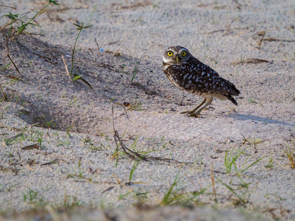 Burrowing Owl - ML425385021