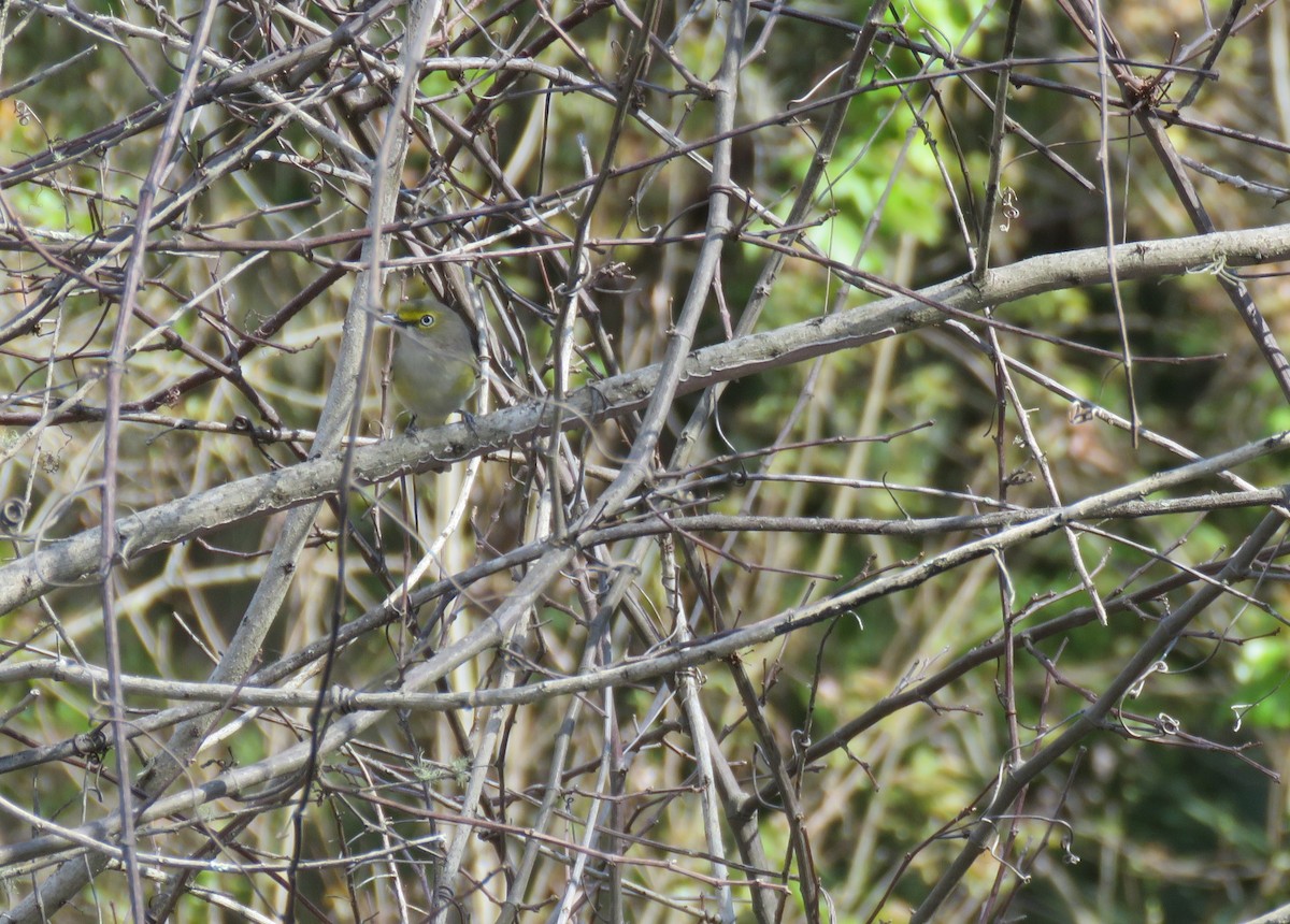 White-eyed Vireo - Cheryl Ring