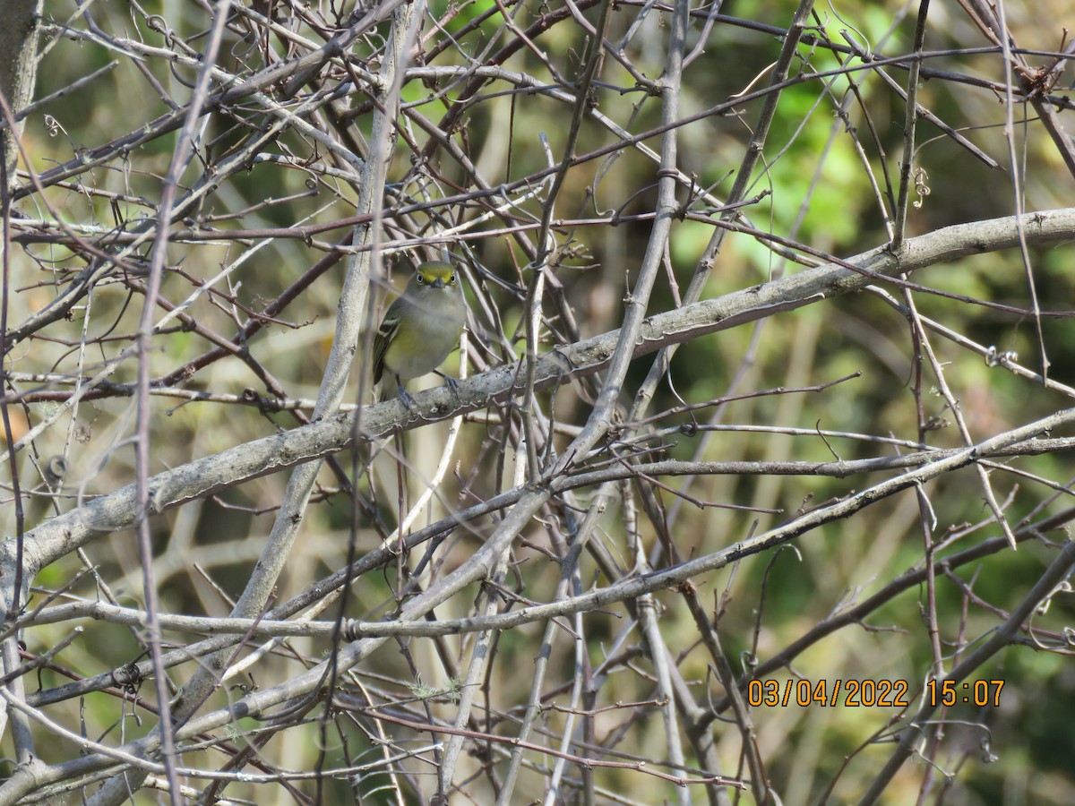 Vireo Ojiblanco - ML425385771