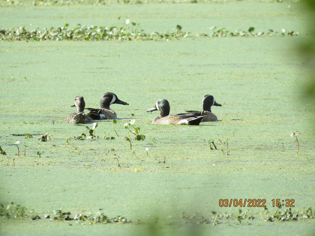 Blue-winged Teal - Cheryl Ring