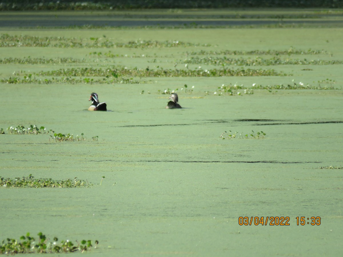 Wood Duck - Cheryl Ring