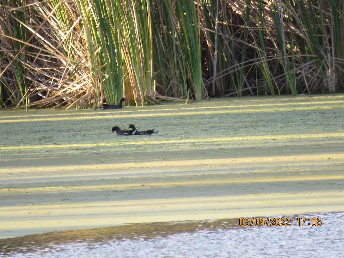 Gallinule d'Amérique - ML425386341