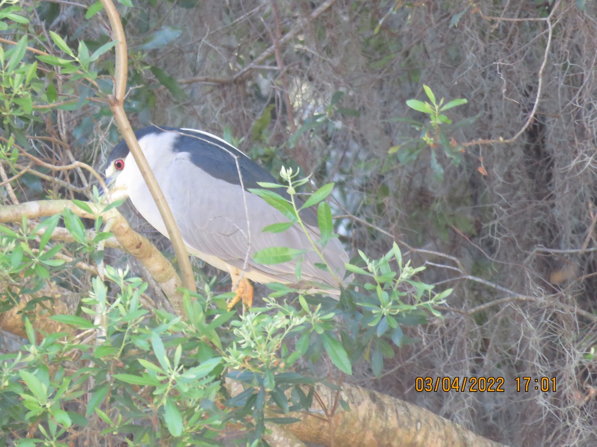 Black-crowned Night Heron - Cheryl Ring