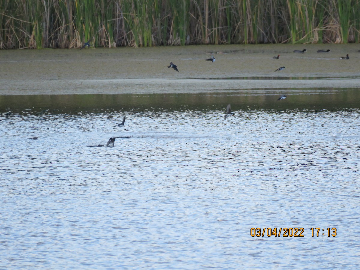 Tree Swallow - ML425386931