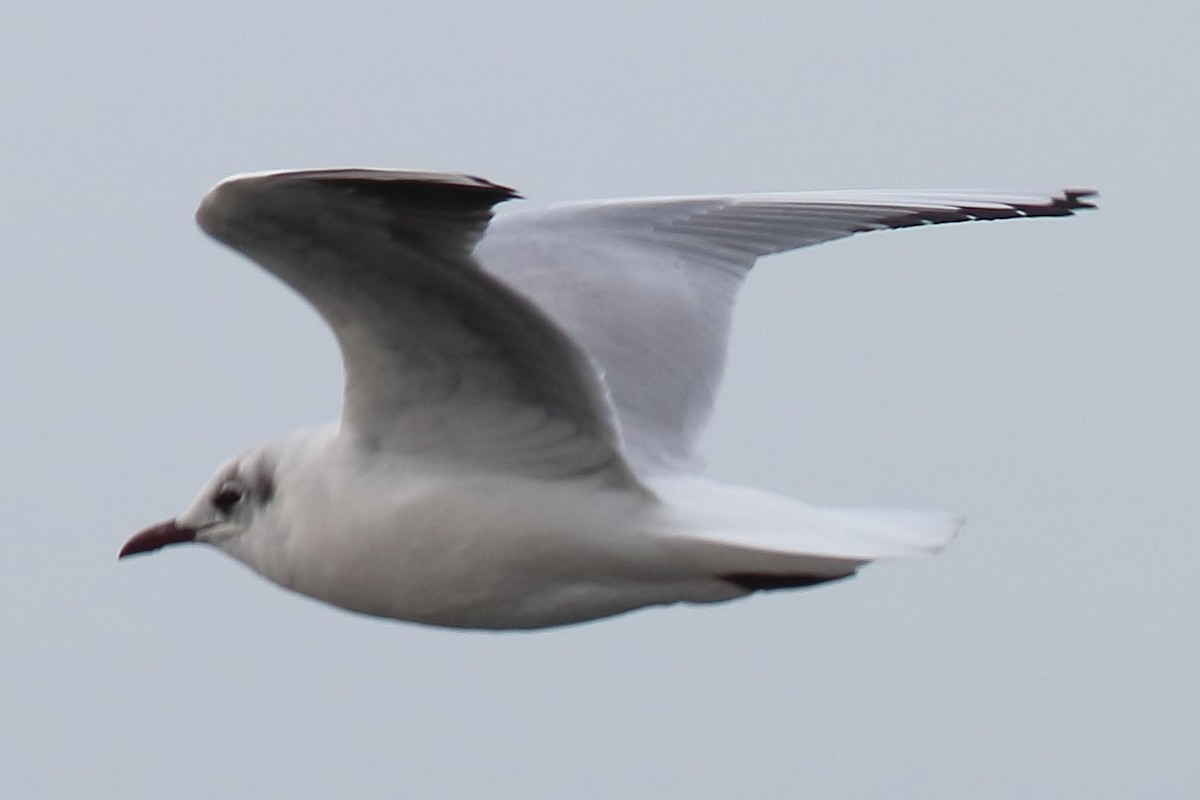 Black-headed Gull - ML425387201