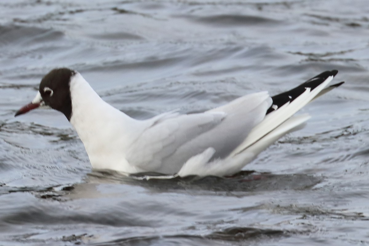 Black-headed Gull - ML425387241