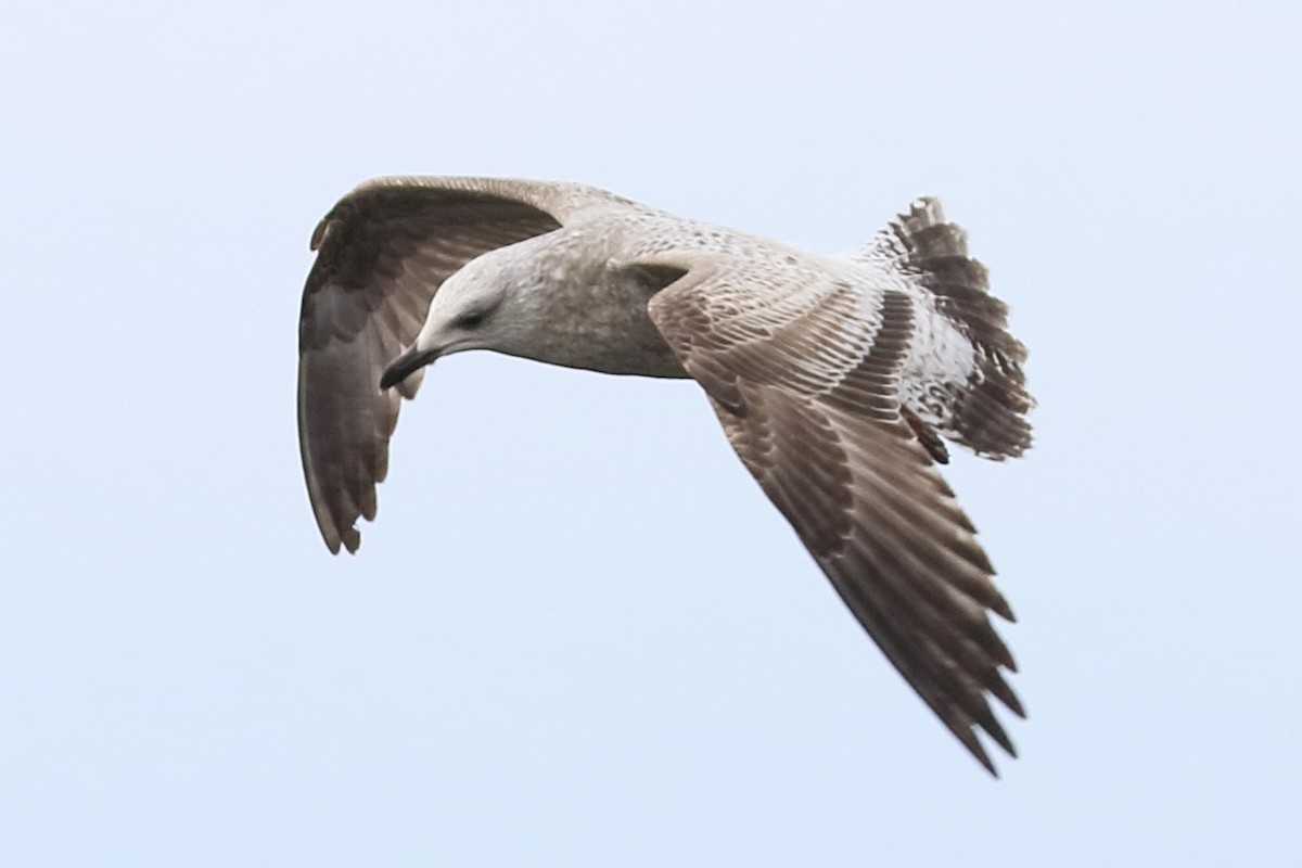 Herring Gull - Bruce Kerr