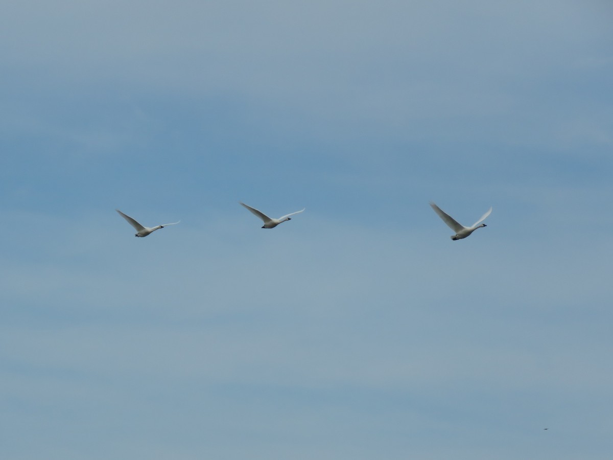 Tundra Swan - ML425387761