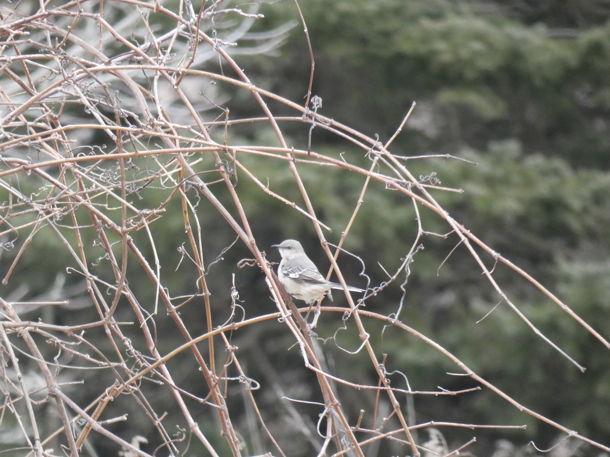 Northern Mockingbird - ML425388941