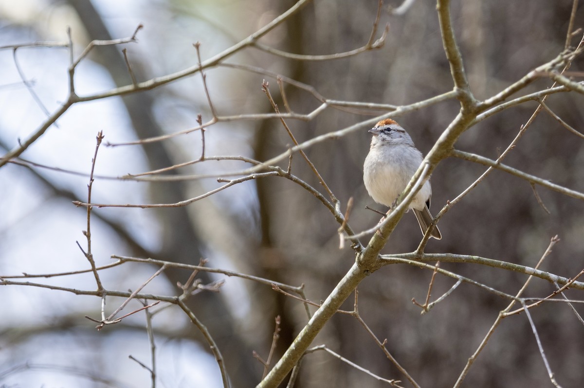 Chipping Sparrow - ML425394451