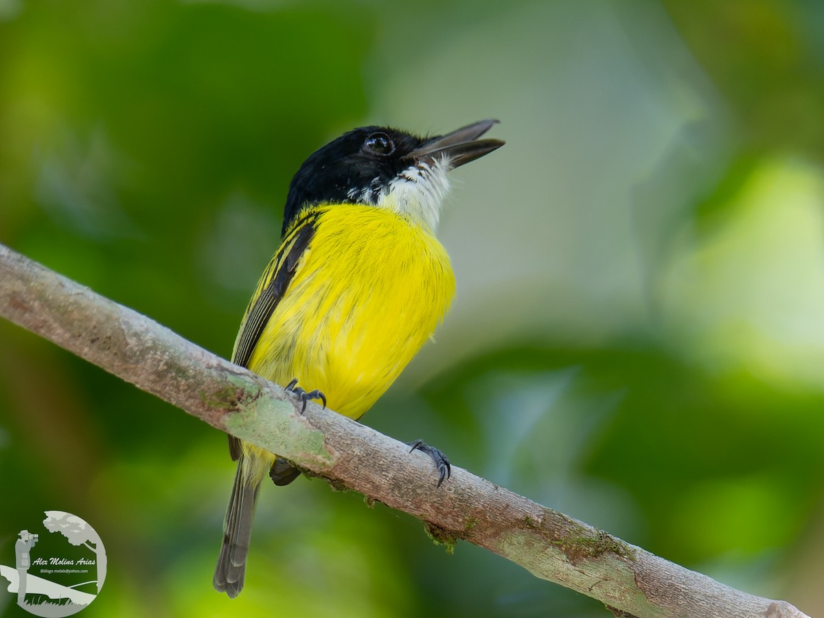 Black-headed Tody-Flycatcher - Alex Molina