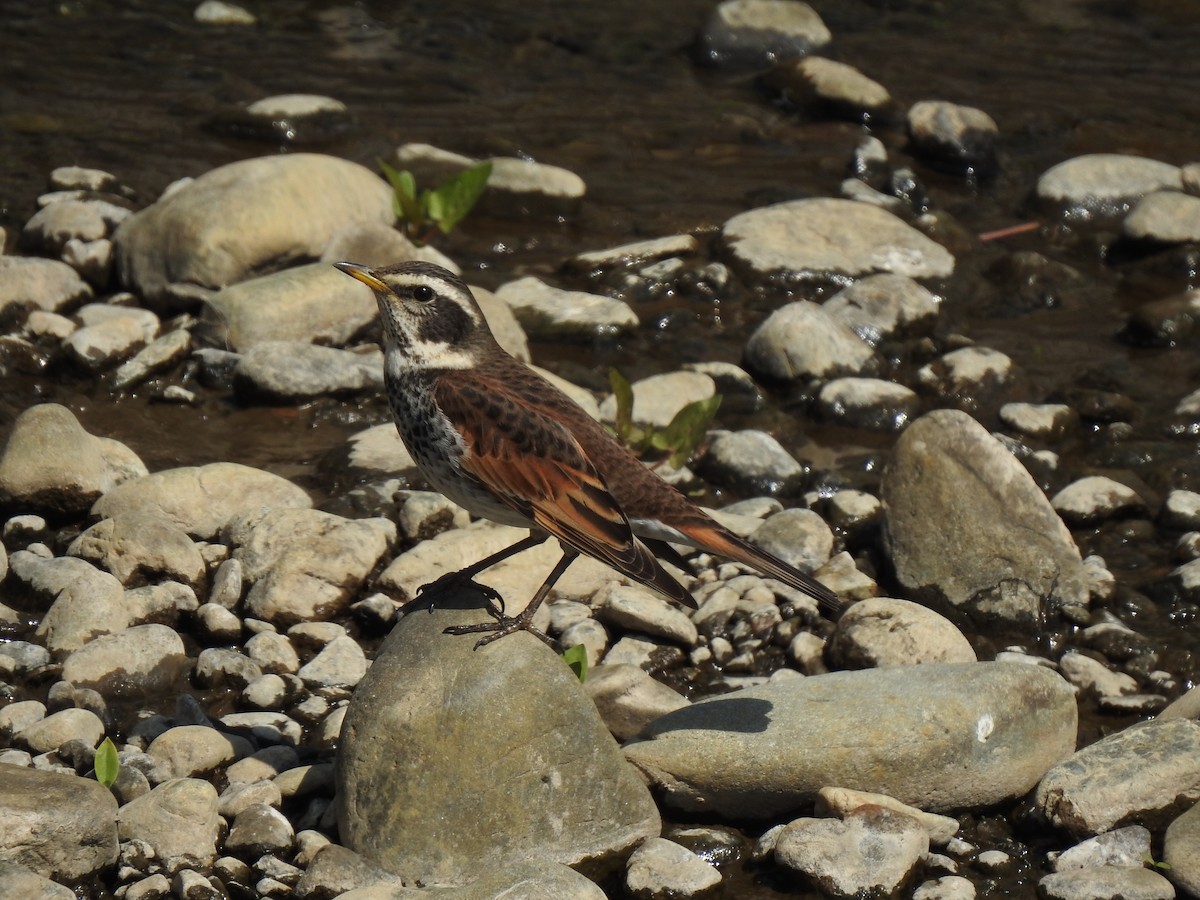 Dusky Thrush - ML425394841