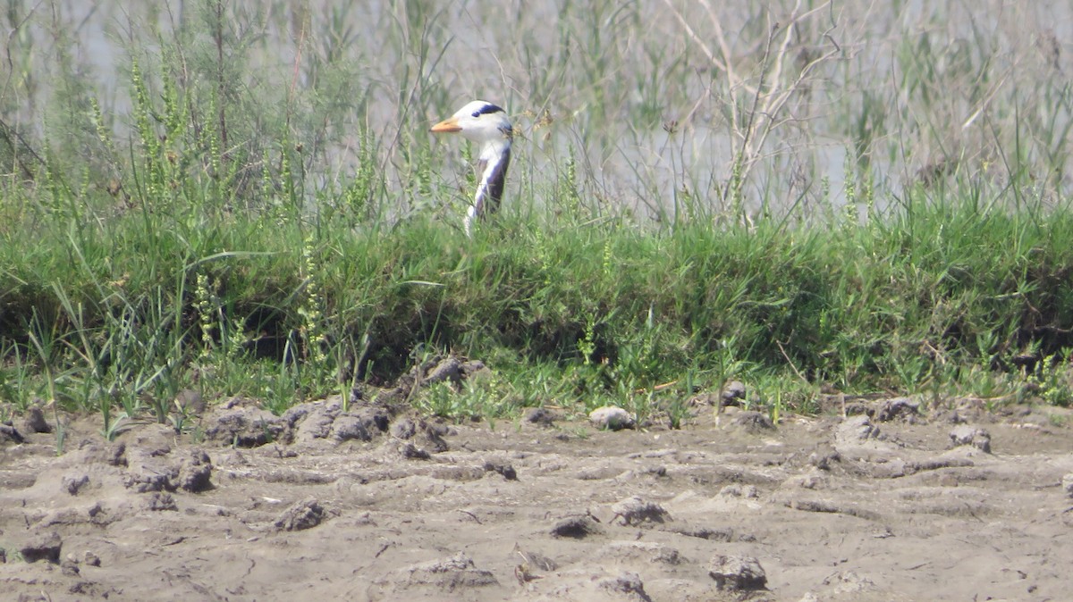 Bar-headed Goose - Ranjeet Rane