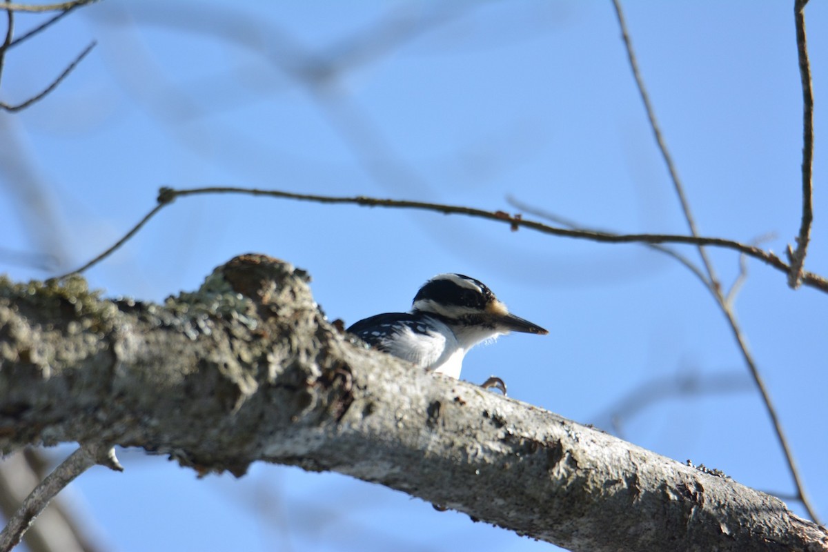 Sert Tüylü Ağaçkakan - ML425396121