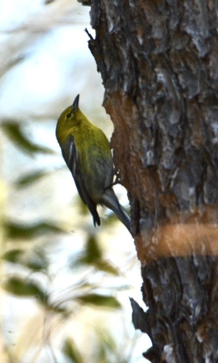 Pine Warbler - ML425396331