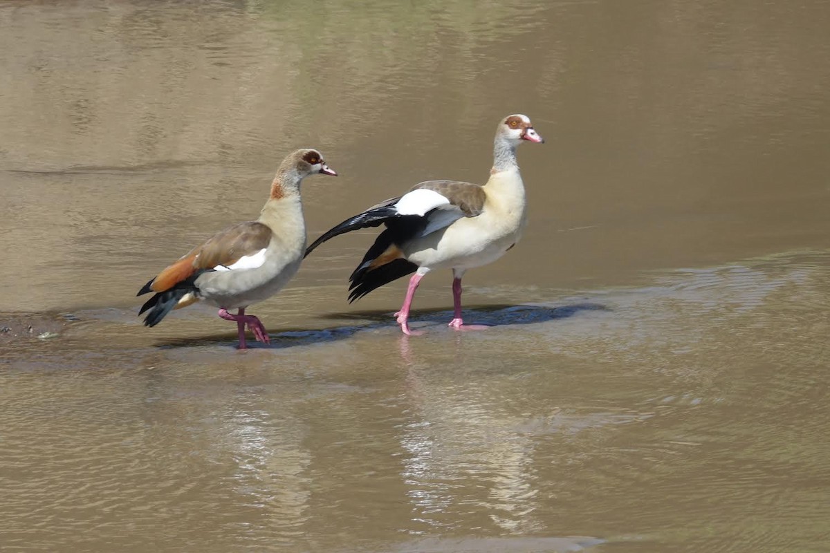 Egyptian Goose - ML425397111