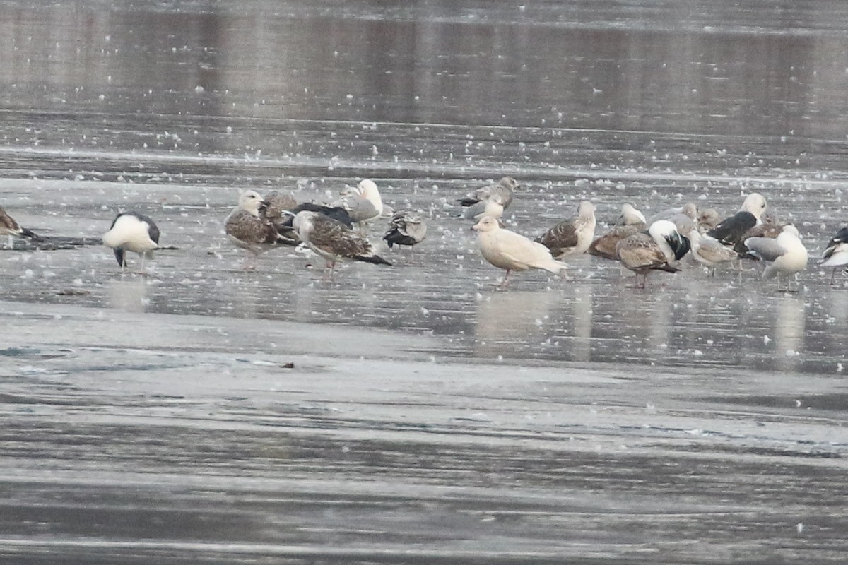 Glaucous Gull - ML425398711