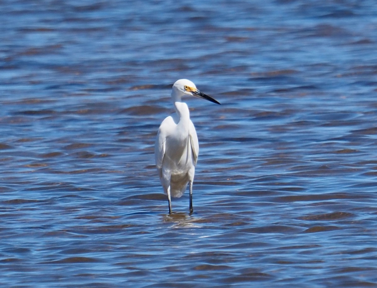 Little Egret - Ken Glasson