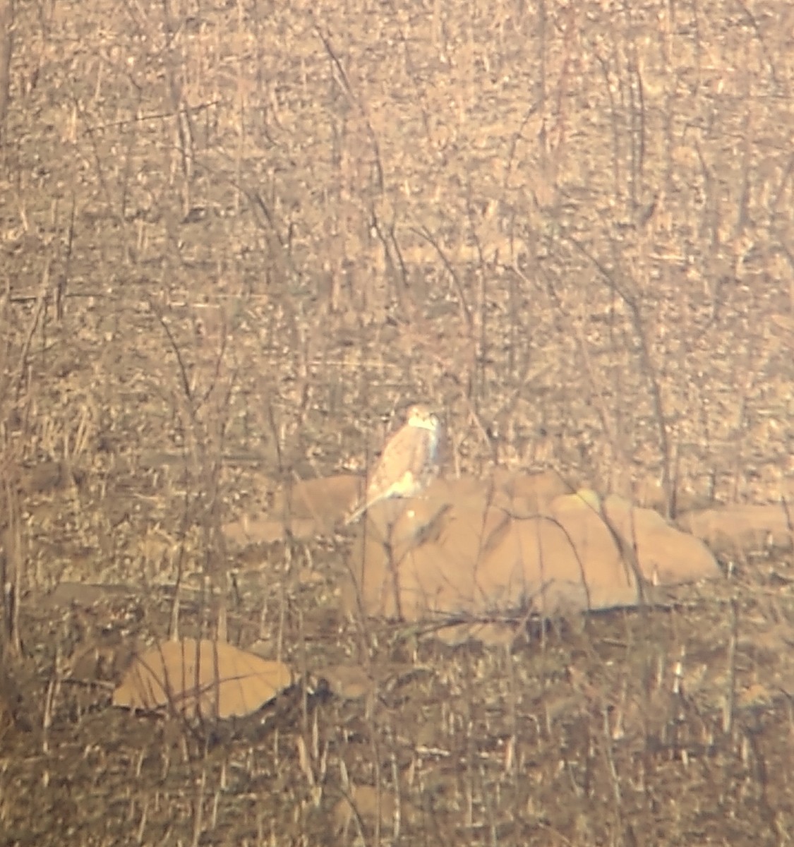 Prairie Falcon - ML425399681