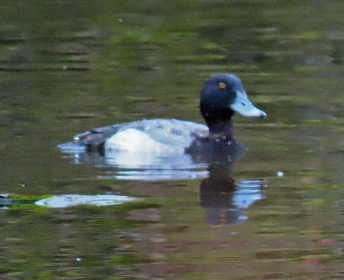 Greater Scaup - ML425399911