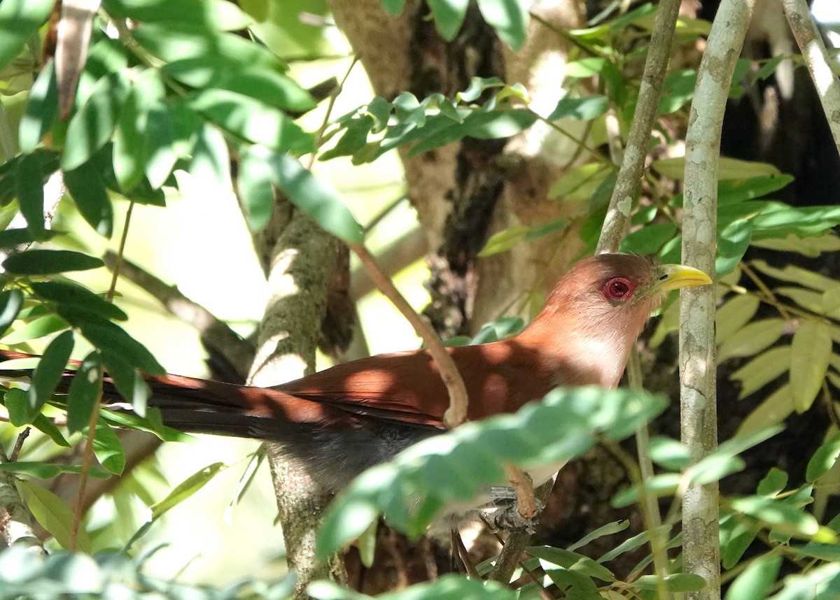 Squirrel Cuckoo (Amazonian) - ML425400471