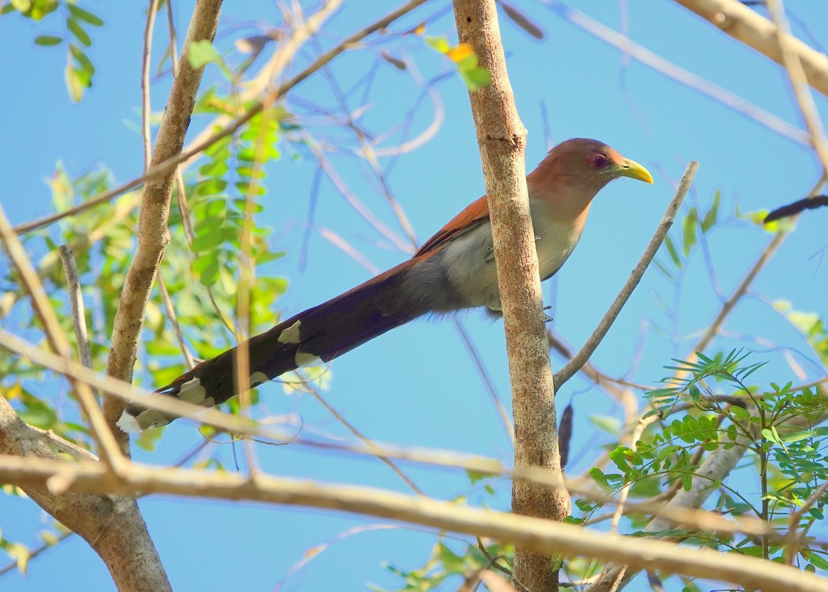 Squirrel Cuckoo (Amazonian) - ML425400481