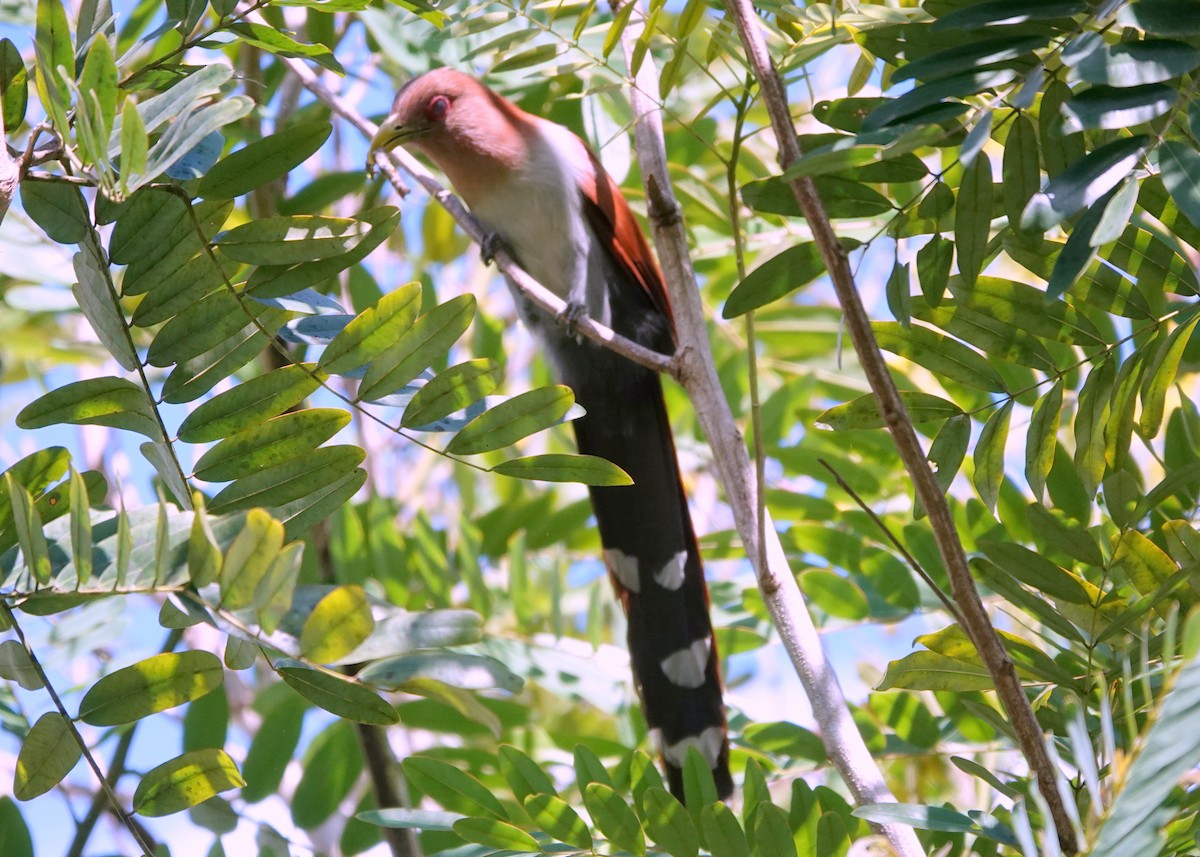 Squirrel Cuckoo (Amazonian) - ML425400501