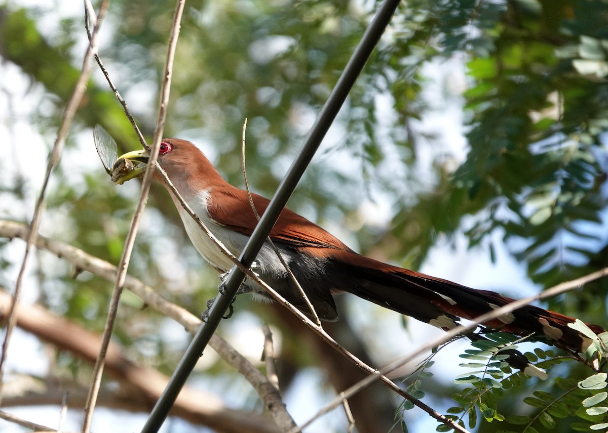 Squirrel Cuckoo (Amazonian) - ML425400511