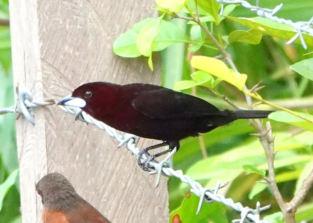 Silver-beaked Tanager - ML425400521