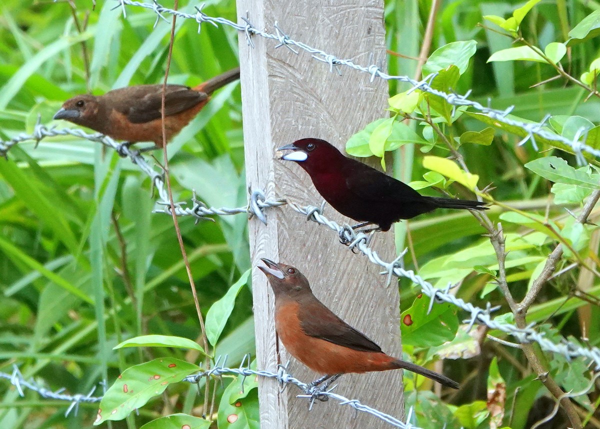 Silver-beaked Tanager - ML425400531