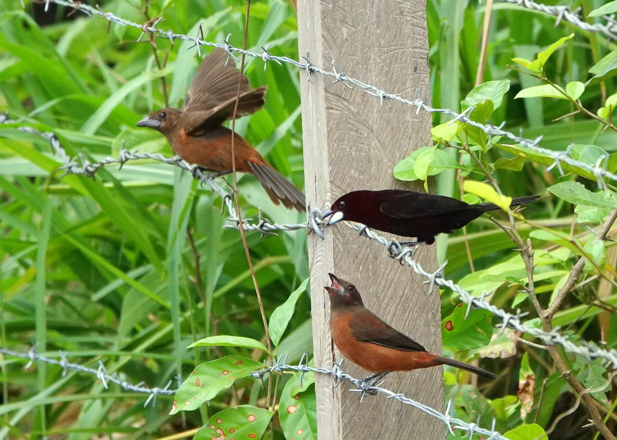 Silver-beaked Tanager - ML425400551