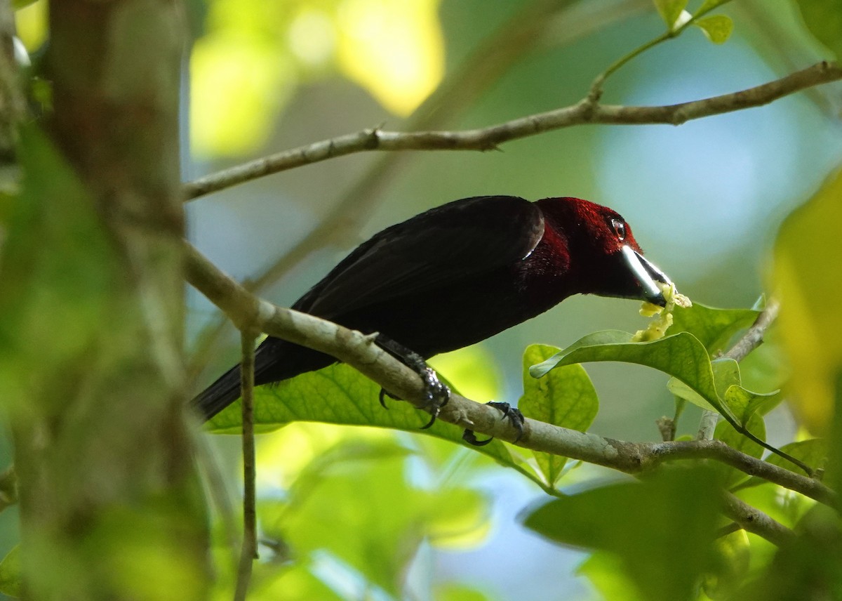 Silver-beaked Tanager - ML425400571