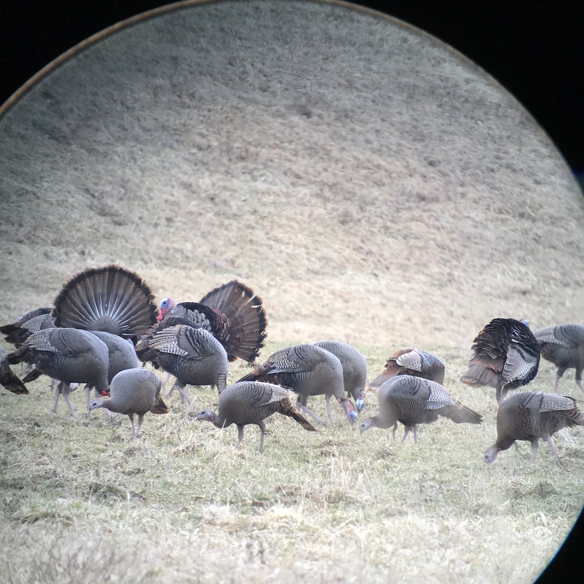 Wild Turkey - ML425401071